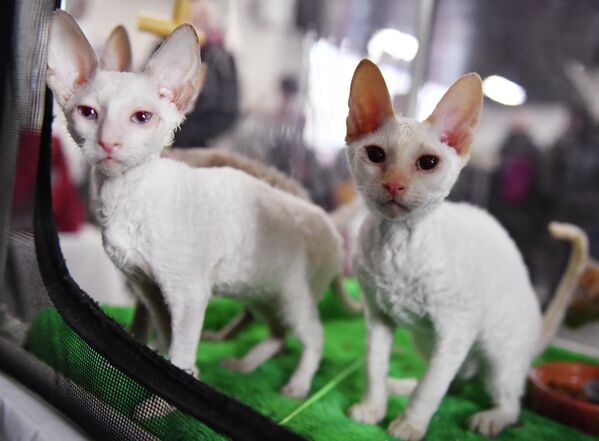 Кошки породы корниш рекс на выставке КоШарики-Шоу в Москве