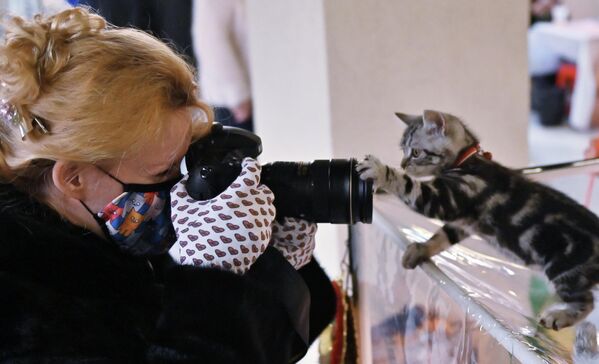 Фотограф снимает котенка породы скоттиш-страйт (шотландская прямоухая) на выставке КоШарики-Шоу в Москве