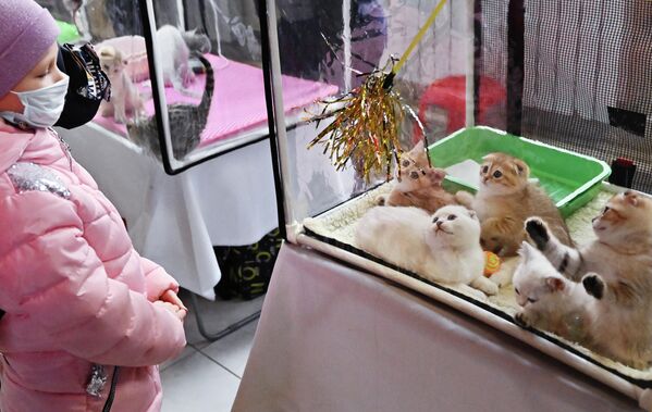Девочка у переноски с кошками на выставке КоШарики-Шоу в Москве