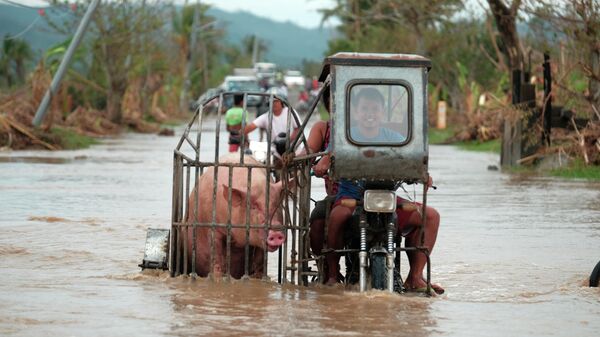 Мотоциклист везет свинью по затопленной дороге в провинции Албай на Филиппинах 