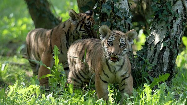 Амурские тигры в биопарке Natura Viva