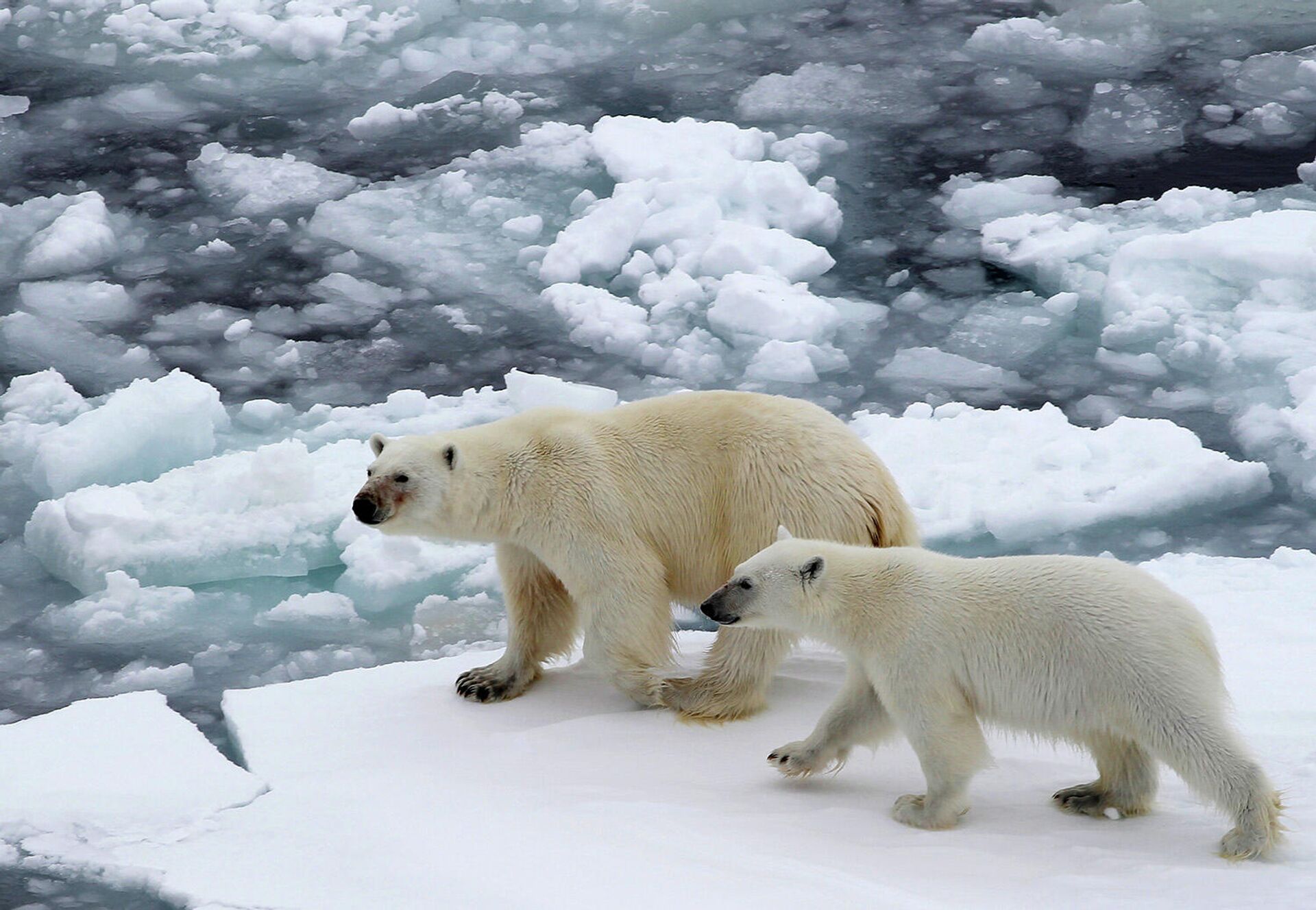 Белые медведи на льдине в Северном ледовитом океане - РИА Новости, 1920, 16.12.2020