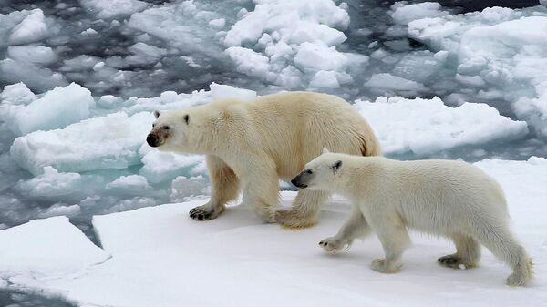 Белые медведи на льдине в Северном ледовитом океане