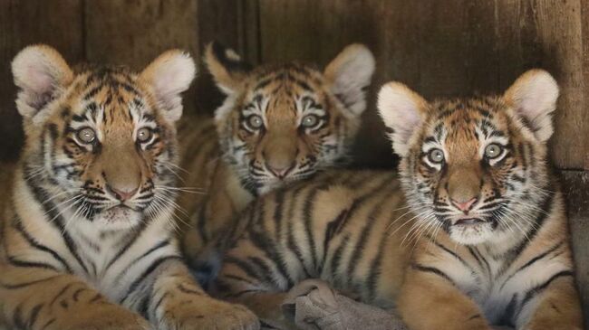 Тигрята