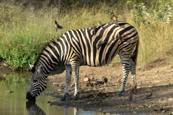 Зебра в национальном парке Крюгера в ЮАР