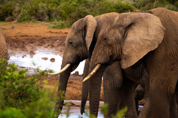 Слоны в национальном парке Эддо-Элефант в ЮАР