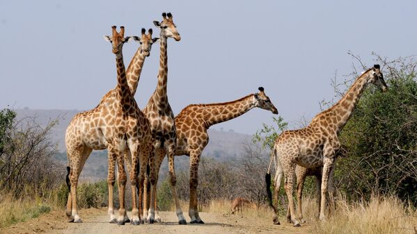 Жирафы в национальном парке Хлухлуве-Умфолози