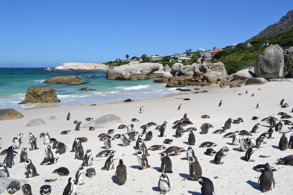 Пингвины на пляже в Кейптауне