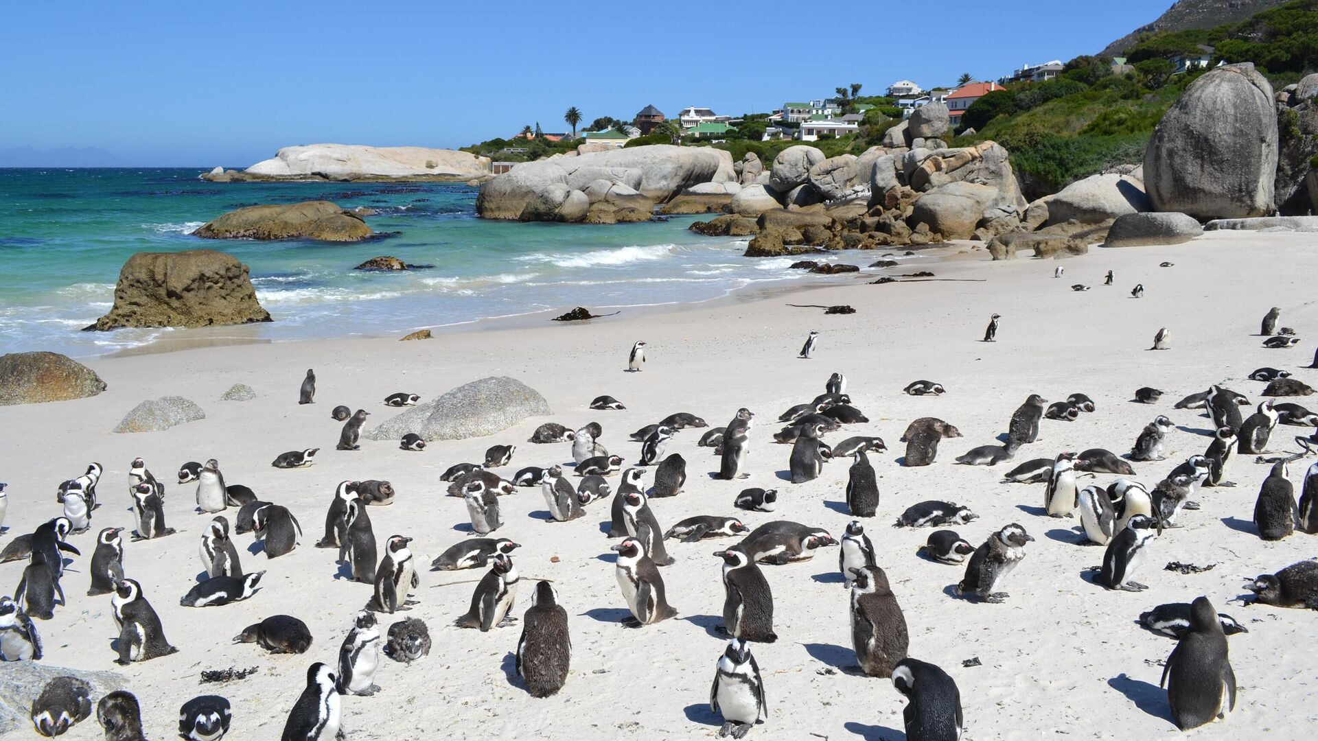 Пингвины на пляже в Кейптауне - РИА Новости, 1920, 18.12.2020