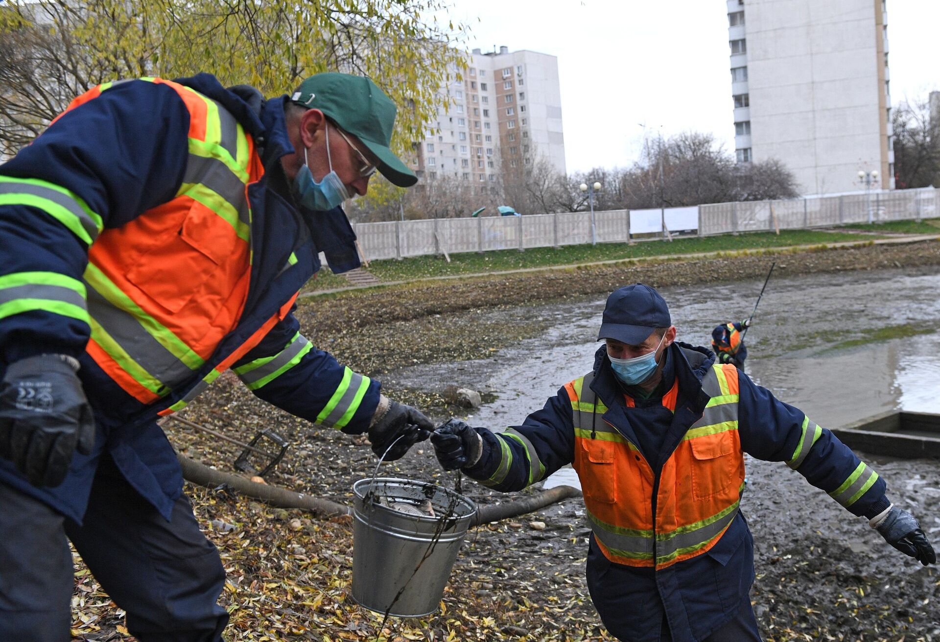 Сотрудники Мосводостока вылавливают рыбу из пруда Ясный для переселения в Останкинский пруд в Москве - РИА Новости, 1920, 17.11.2020