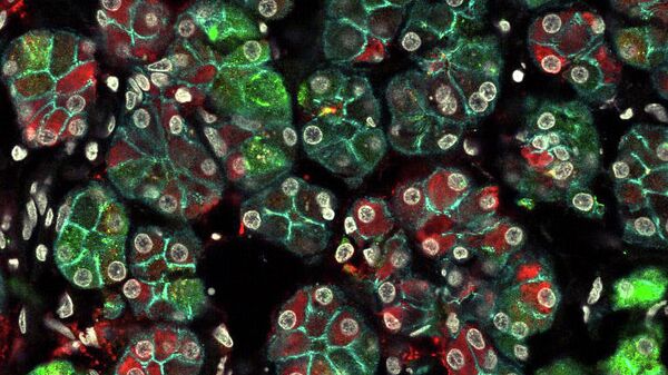 Клетки слюнной железы человека, вырабатывающие разные белки