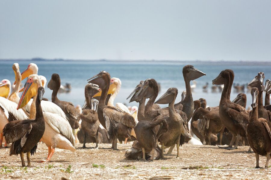Заповедник Черные земли, озеро Маныч-Гудило, розовые пеликаны с птенцами