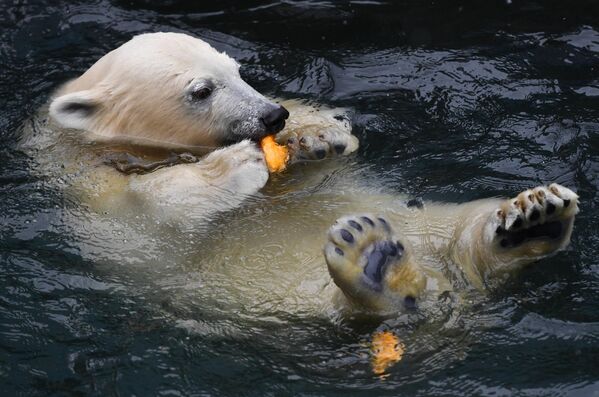 Белый медведь плавает в бассейне в вольере Новосибирского зоопарка имени Р. А. Шило