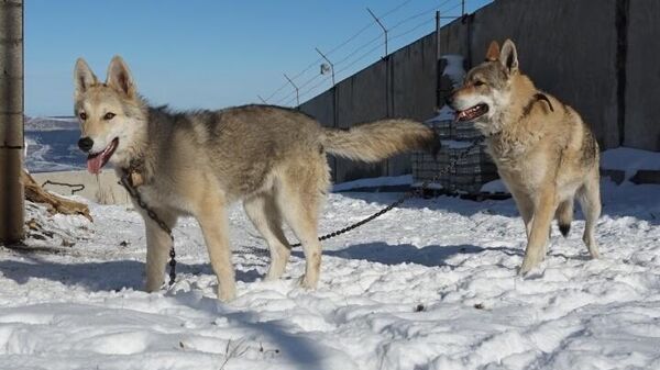 Волки на территории питомника Долина волков, созданного в Карачаево-Черкессии