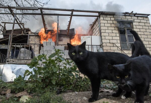 Кошки неподалеку от горящего дома в поселке Карегах в Нагорном Карабахе