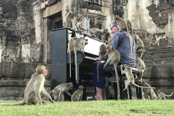 Британский музыкант Пол Бартон играет на пианино для обезьян в Таиланде