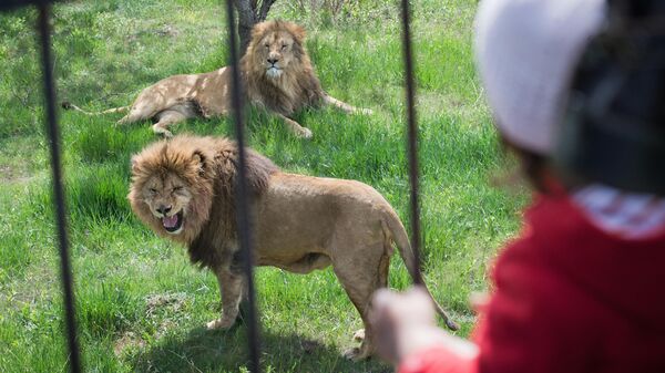 Львы в сафари-парке Тайган