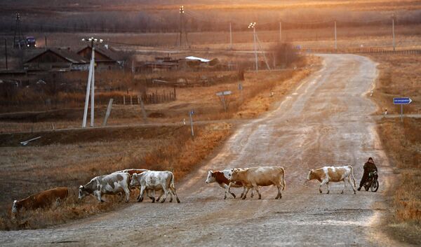 Пастух на мотоцикле и коровы возвращаются со степного пастбищ около деревни Сарагаш в Республике Хакасия.