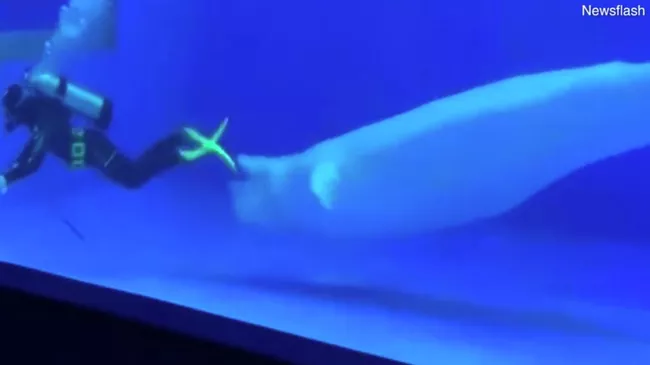 Стоп-кадр видео из океанариума Great White Whale World в Китае