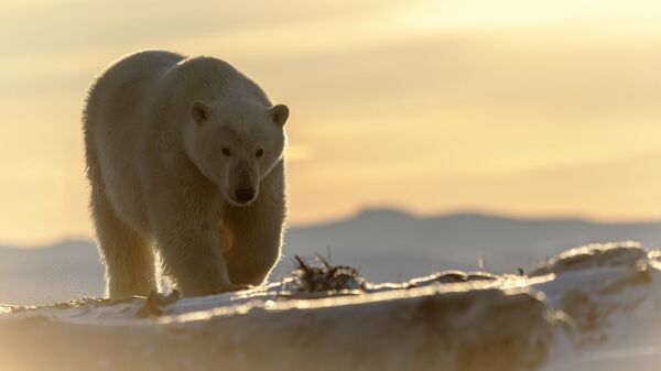 Белый медведь на берегу Восточно-Сибирского моря