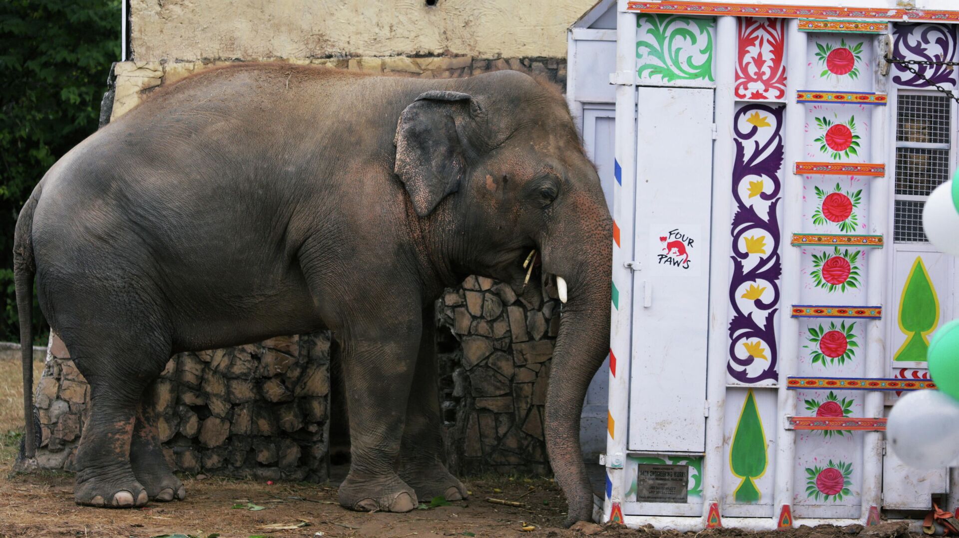 Слон Кааван в зоопарке Маргазар в Исламабаде перед транспортировкой в заповедник в Камбодже - РИА Новости, 1920, 09.12.2020
