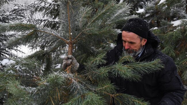 Заготовка елей к Новому году