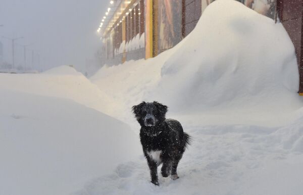Собака во время снегопада на одной из улиц в Норильске