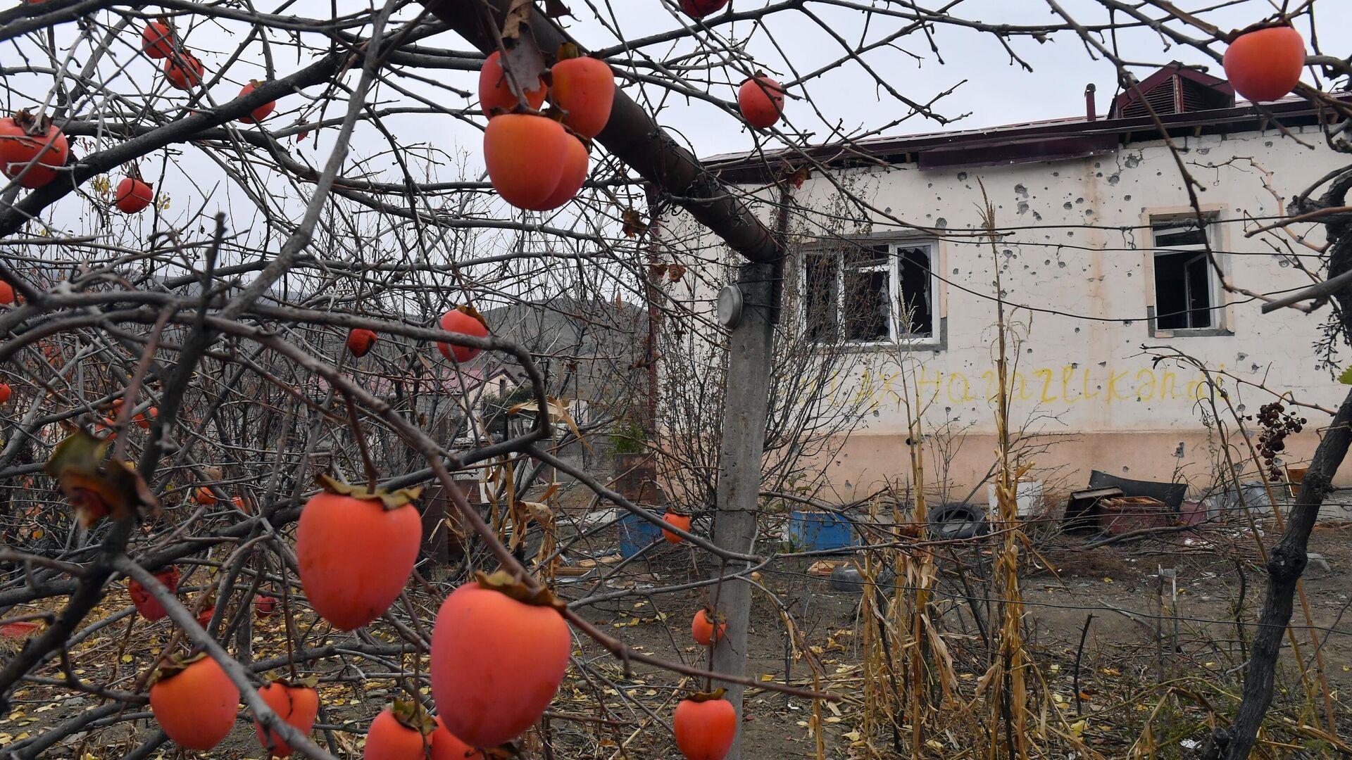 Плоды хурмы в саду перед разрушенным домом в селе Талыш Тертерского района Азербайджана - РИА Новости, 1920, 27.11.2019