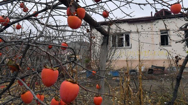 Плоды хурмы в саду перед разрушенным домом в селе Талыш Тертерского района Азербайджана