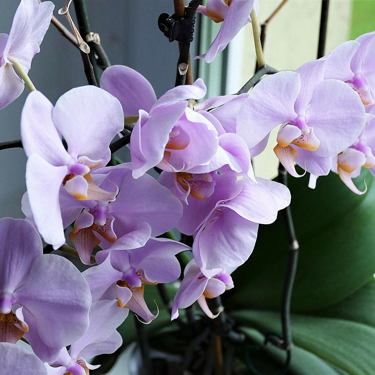 Орхидеи Уход Размножение Фото