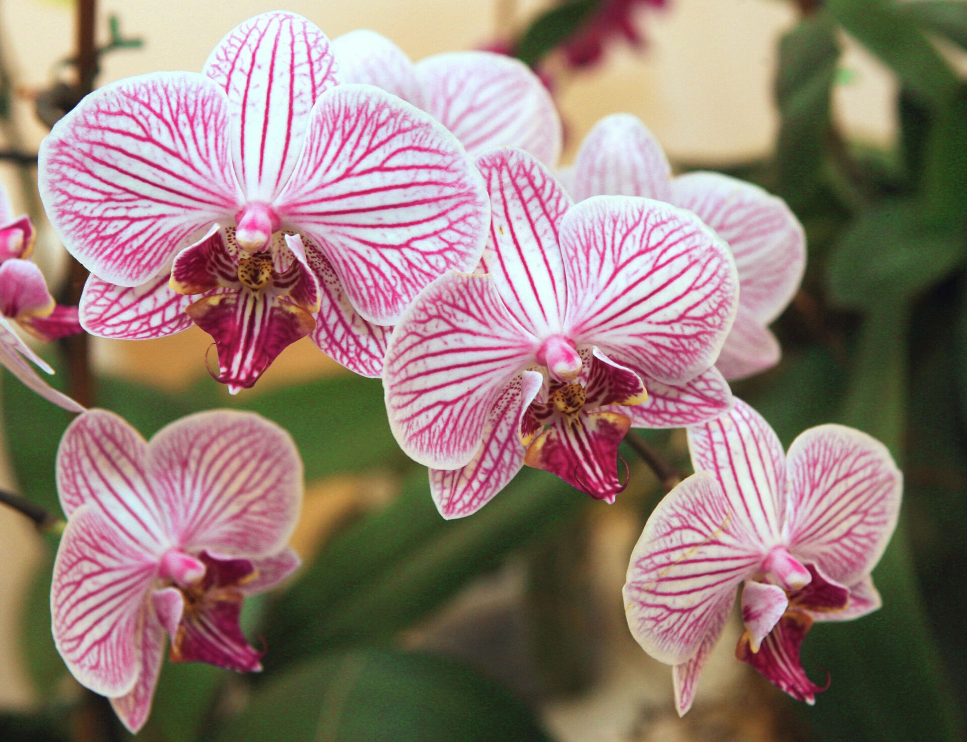 Причины опадания бутонов у орхидеи