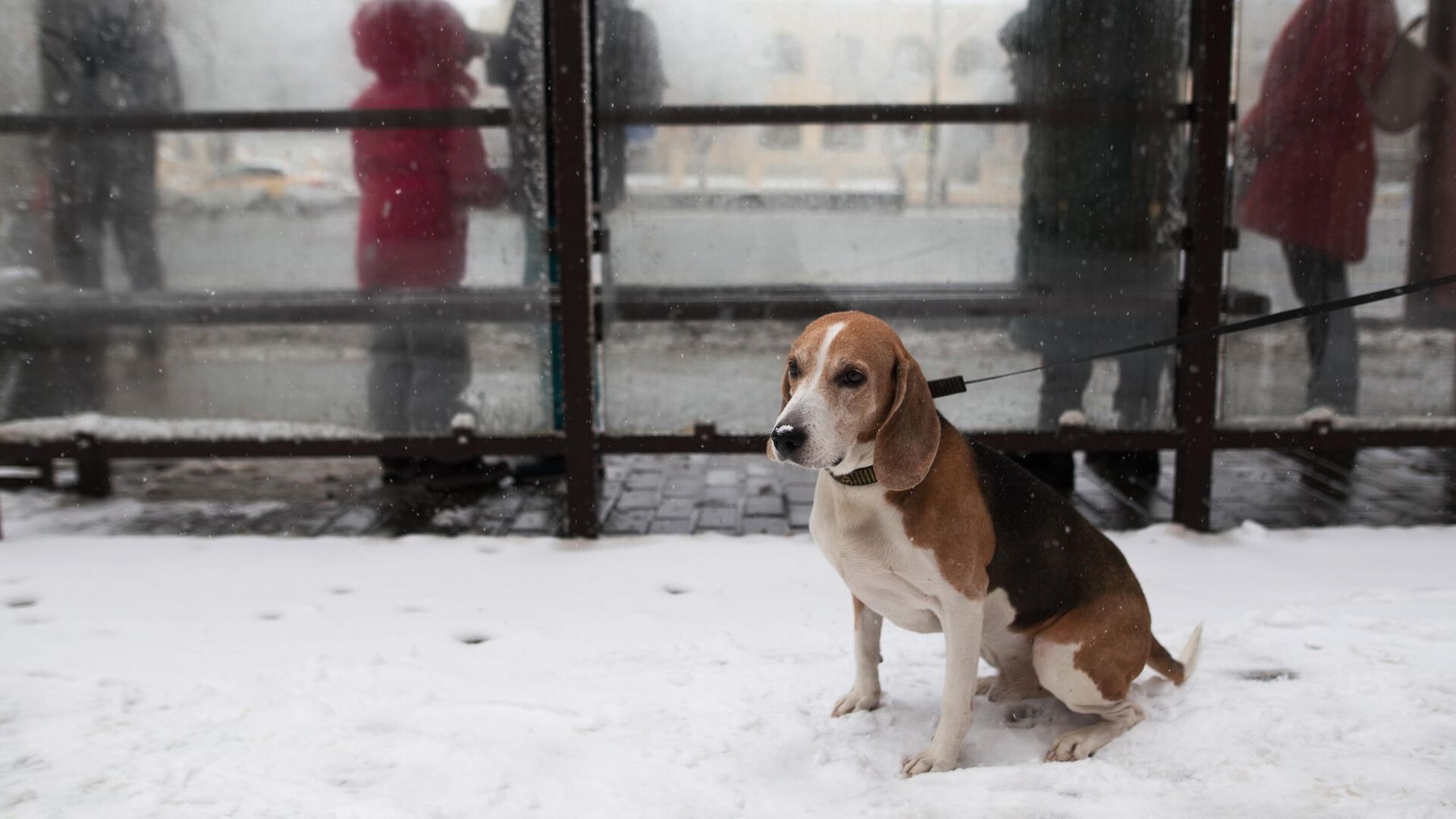 Домашняя собака на прогулке в Москве Домашняя собака на прогулке в Москве - РИА Новости, 1920, 04.12.2020