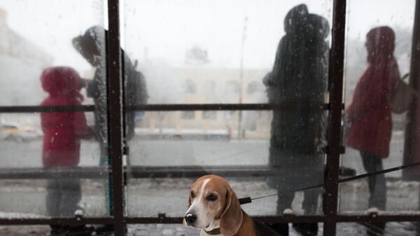 Домашняя собака на прогулке в Москве