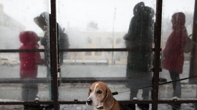 Домашняя собака на прогулке в Москве - РИА Новости, 1920, 04.12.2020