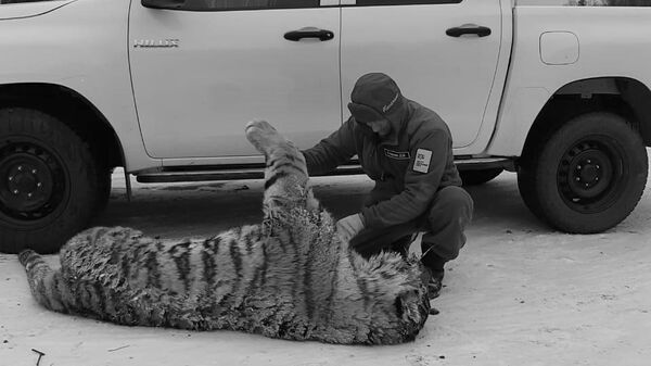 Тигрица, погибшая в ДТП в Хабаровском крае