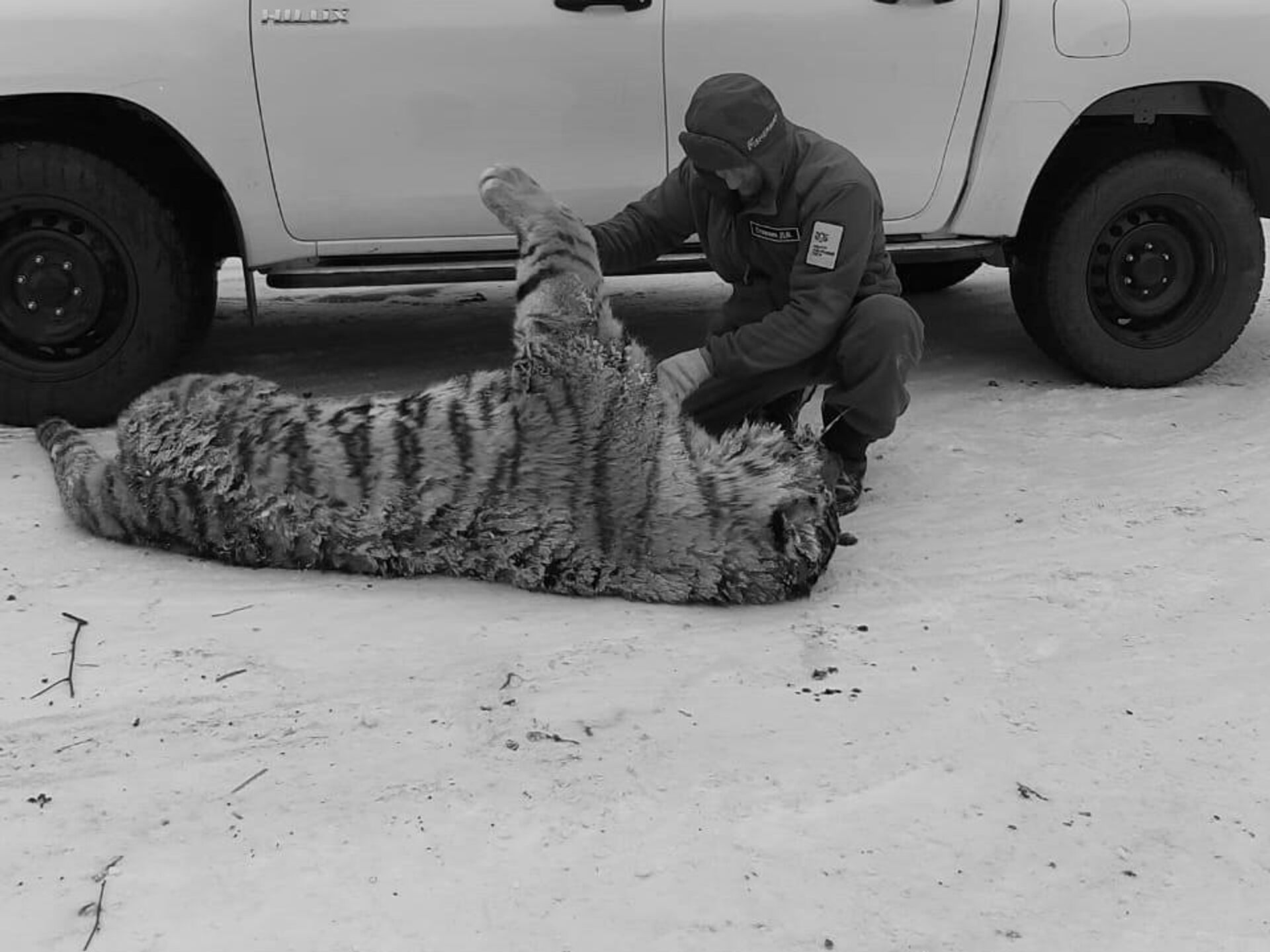 В ДТП в Хабаровском крае погибла амурская тигрица - РИА Новости, 07.12.2020