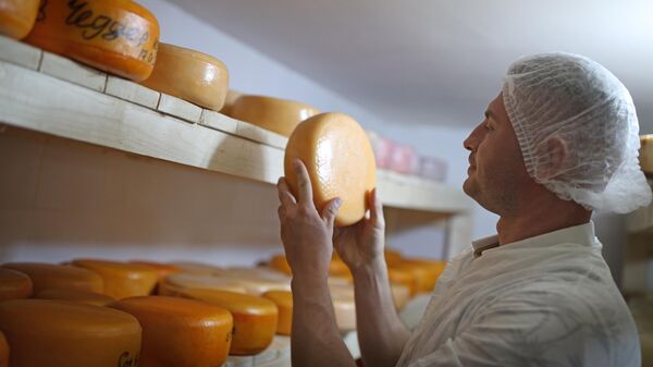 Фермер Дмитрий Задорожко демонстрирует головку сыра Чеддер, изготовленного из козьего молока в крестьянско-фермерском хозяйстве Коза хутор в Краснодарском крае