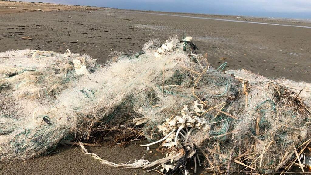 Сети на побережье Каспийского моря, где были обнаружены мертвые тюлени - РИА Новости, 1920, 25.05.2021