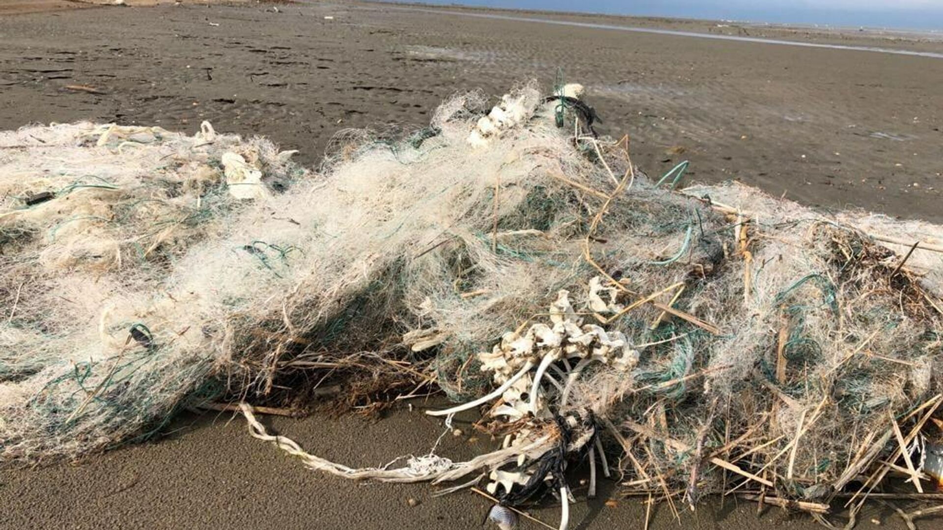 Сети на побережье Каспийского моря, где были обнаружены мертвые тюлени - РИА Новости, 1920, 26.01.2021