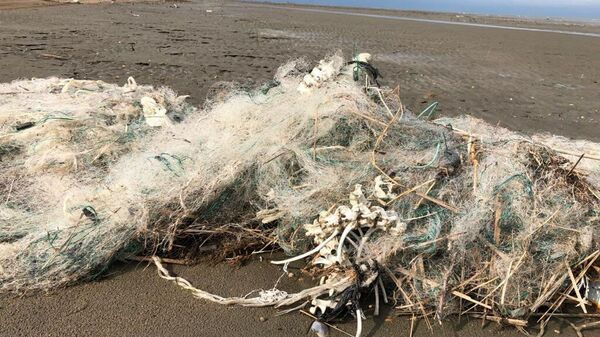 Сети на побережье Каспийского моря, где были обнаружены мертвые тюлени