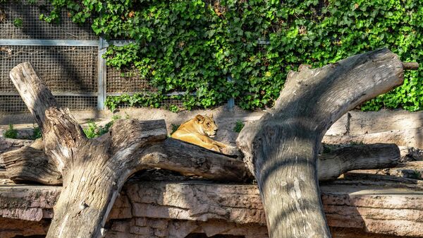 Львица в зоопарке Барселоны
