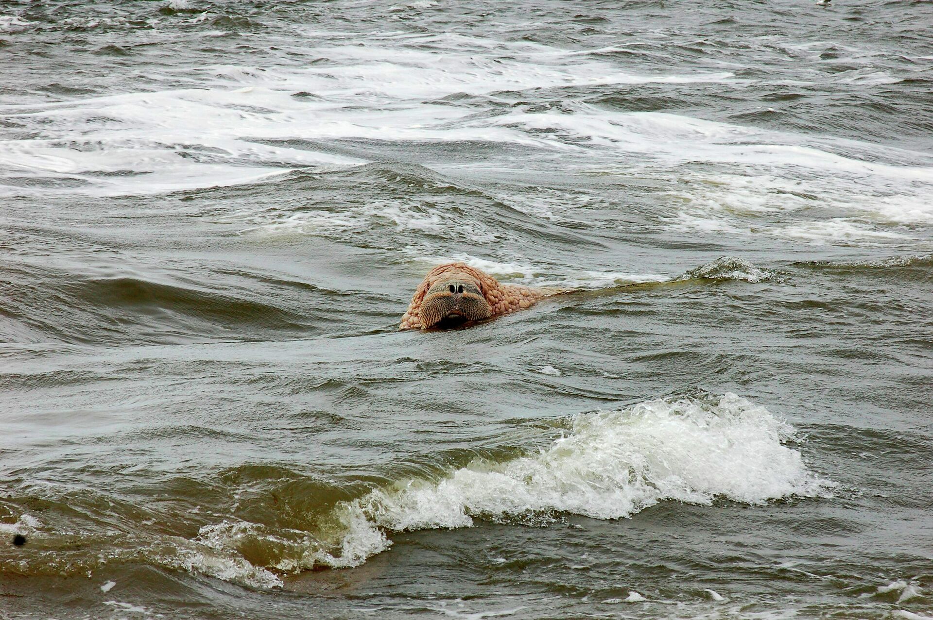 Морж в воде - РИА Новости, 1920, 01.04.2021