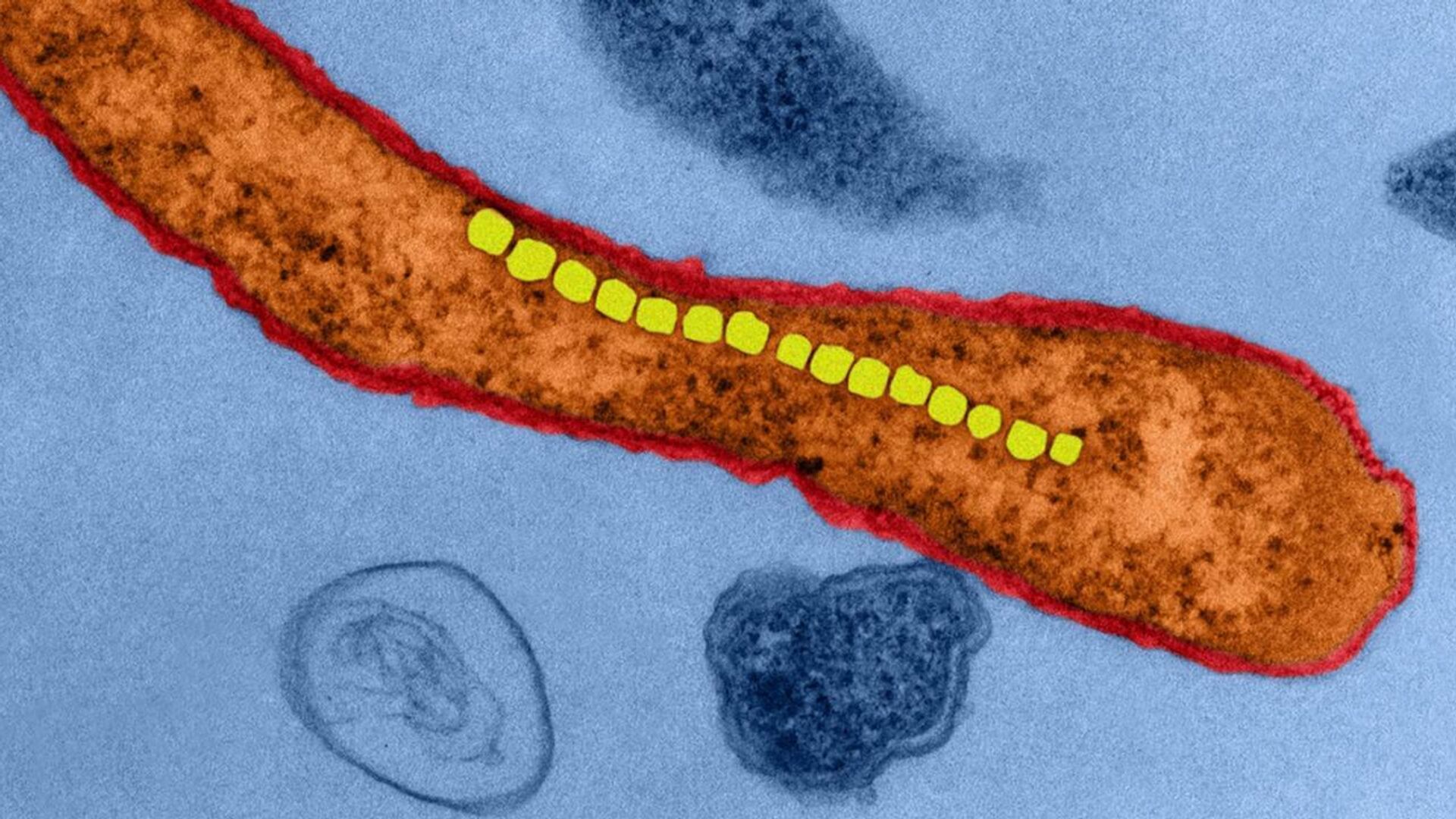 Бактерия рода Magnetospirillum. Благодаря ряду кристаллов оксида железа (желтые) эти бактерии ориентируются как стрелка компаса - РИА Новости, 1920, 08.12.2020