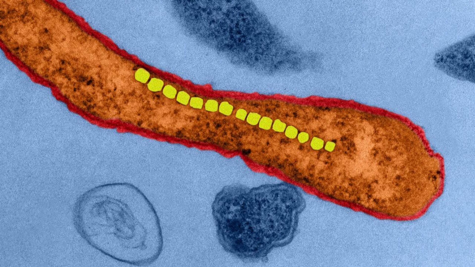 Бактерия рода Magnetospirillum. Благодаря ряду кристаллов оксида железа (желтые) эти бактерии ориентируются как стрелка компаса - РИА Новости, 1920, 08.12.2020