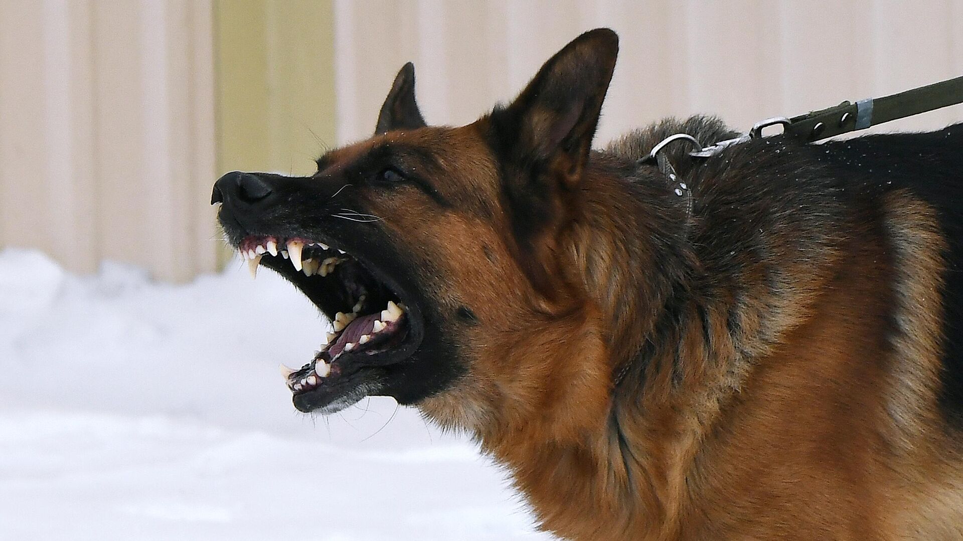 В Забайкалье ввели режим повышенной готовности из-за нападений собак