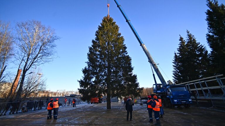 Рубка главной новогодней елки возле деревни Таширово в Наро-Фоминском районе Подмосковья