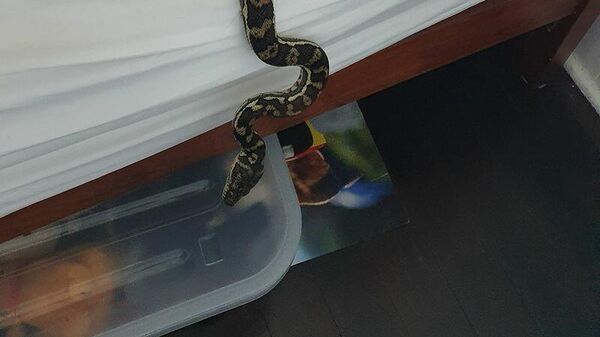 Змея, обнаруженная в постели жительницей Австралии