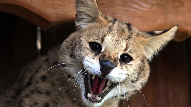 Cервал Cервал