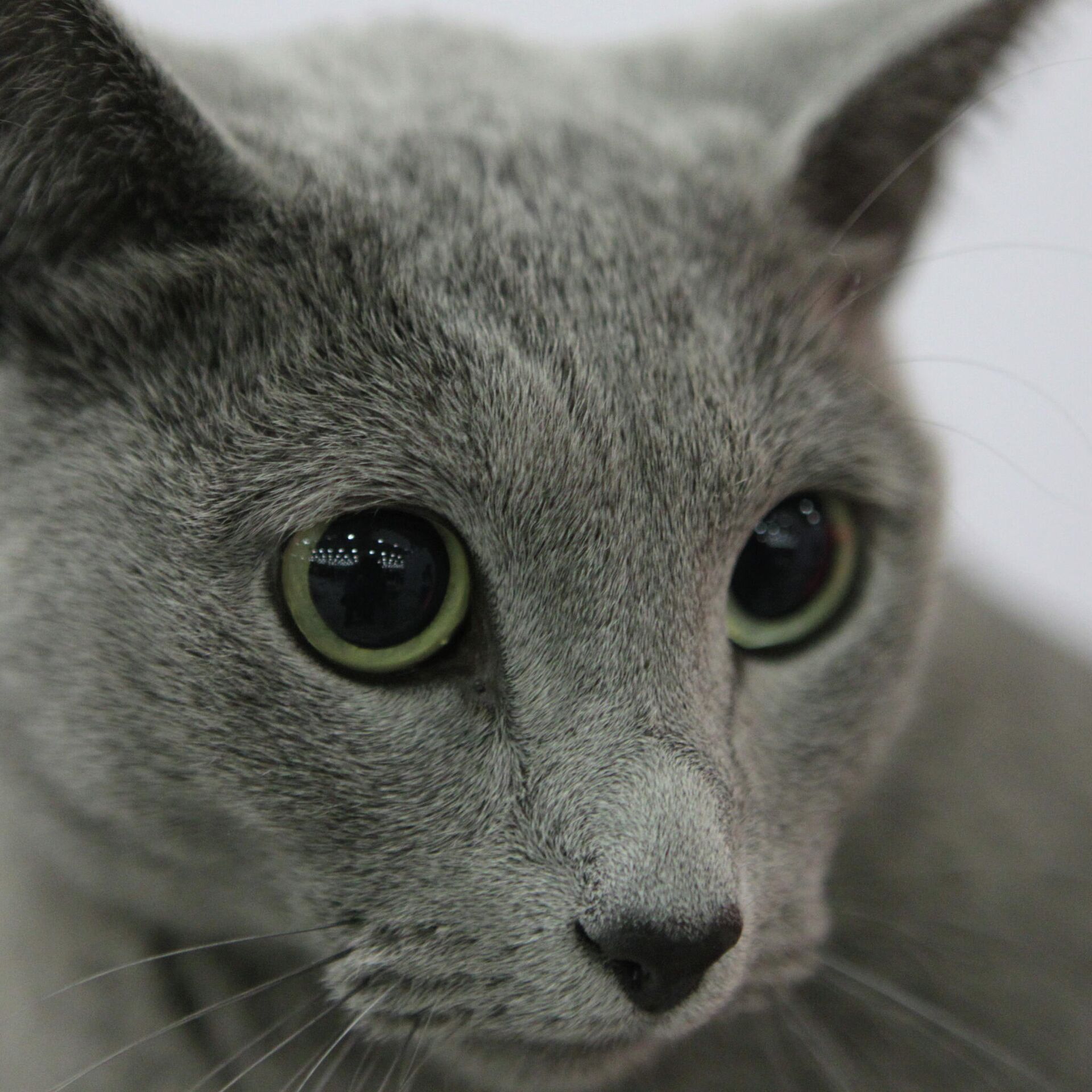глаза русских голубых котят