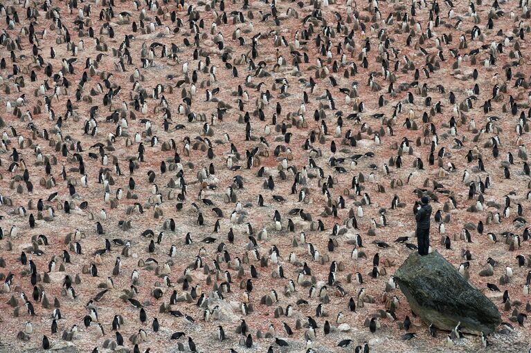 Работа фотографа Christian Åslund Penguin Scientists in Antarctica в номинации Изменение климата